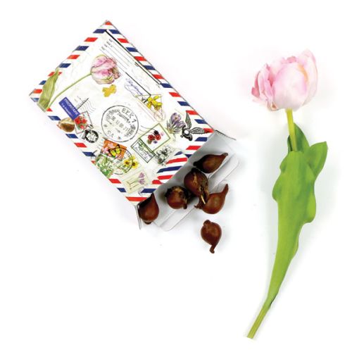 Flower bulb in gift box - Image 2